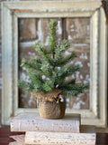 Icy Rocky Mountain Pine Tree