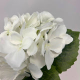Petite Garden Hydrangea 13" - White